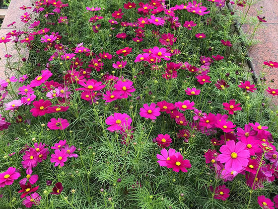 郑州仿真花花艺-前台绿植设计